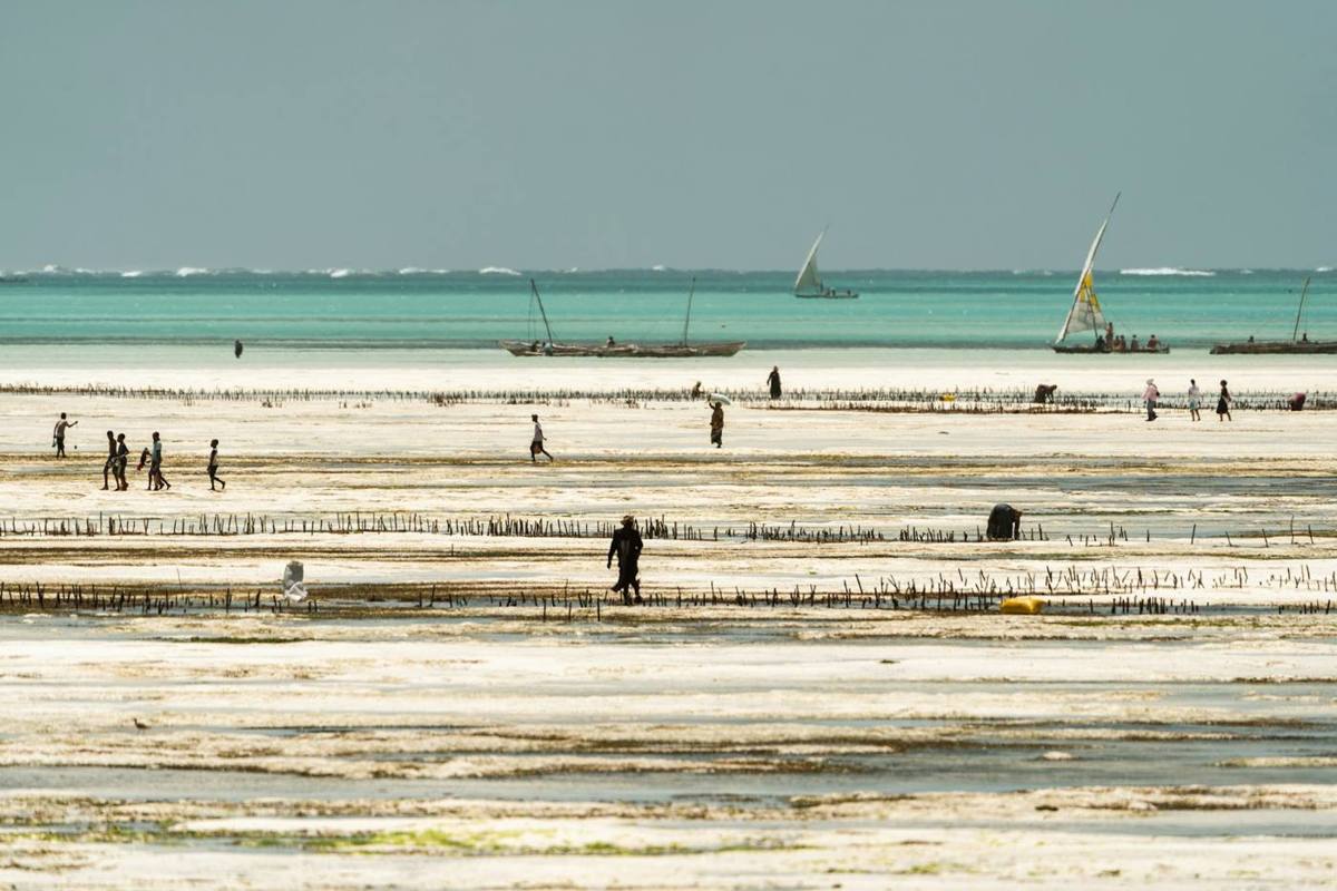 Sunset over the Jambiani lagoon at low tide
